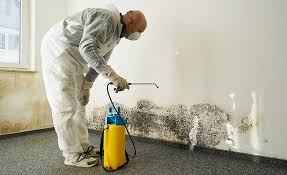 Best Environmental Consulting for Mold Prevention  in Marquette Heights, IL